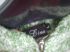 attached-photo