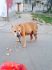 attached-photo