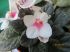 attached-photo