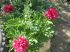 attached-photo