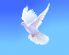 attached-photo