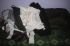attached-photo
