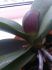 attached-photo