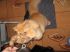 attached-photo
