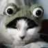 attached-photo