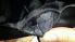 attached-photo