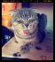 attached-photo