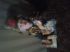 attached-photo