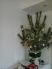 attached-photo