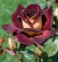 attached-photo
