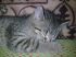attached-photo