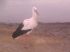 attached-photo