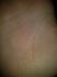 attached-photo