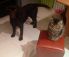 attached-photo