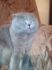 attached-photo
