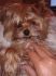 attached-photo