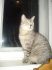 attached-photo