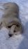 attached-photo