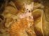 attached-photo
