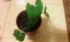 attached-photo