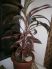 attached-photo
