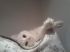 attached-photo