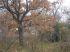 attached-photo