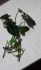 attached-photo