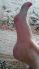 attached-photo