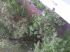 attached-photo