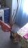 attached-photo