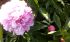 attached-photo