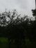 attached-photo