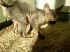 attached-photo