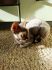 attached-photo
