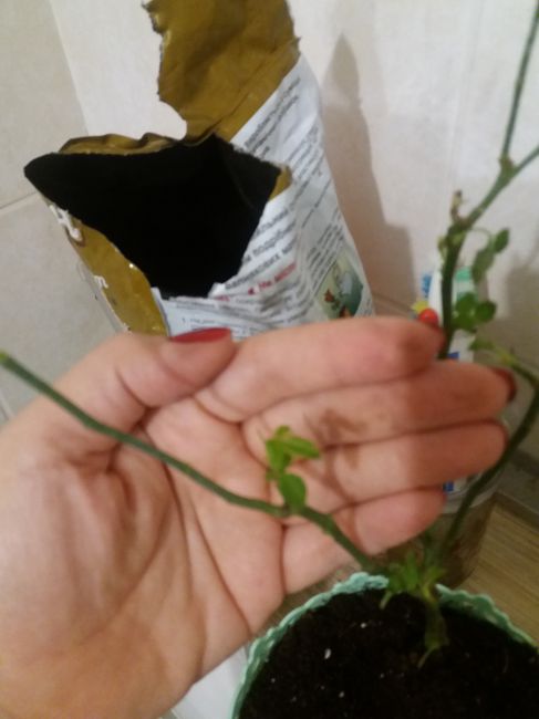 Спасти розы. Инфекционный ожог на розах весной. Розы после зимы почернели. Подмерзание розовых кустов. Инфекционный ожог на розах.