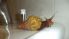 attached-photo