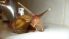attached-photo