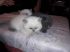 attached-photo