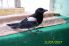 attached-photo
