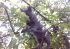 attached-photo