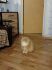 attached-photo