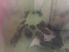 attached-photo