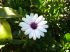 attached-photo