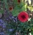 attached-photo
