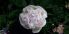 attached-photo