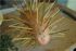 attached-photo