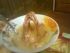 attached-photo