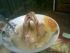 attached-photo